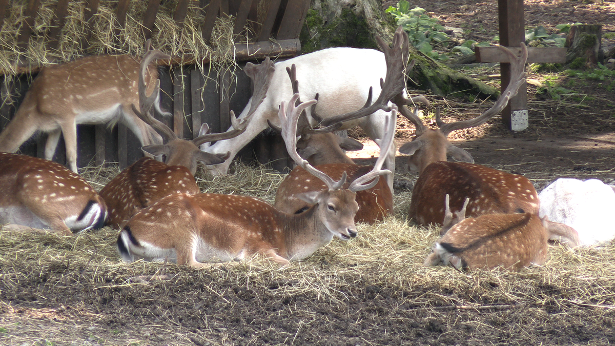 Za zvěří do srdce Karlových Varů: Obora Svatý Linhart láká jeleny i návštěvníky
