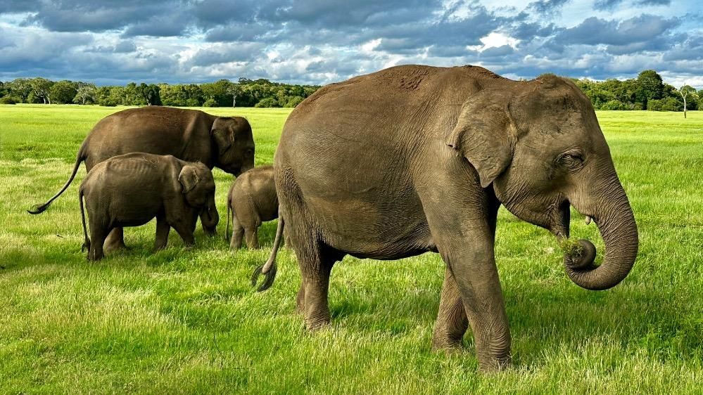 Srí Lanka – krásná i divoká. Setkání se slonem, na které nezapomenete